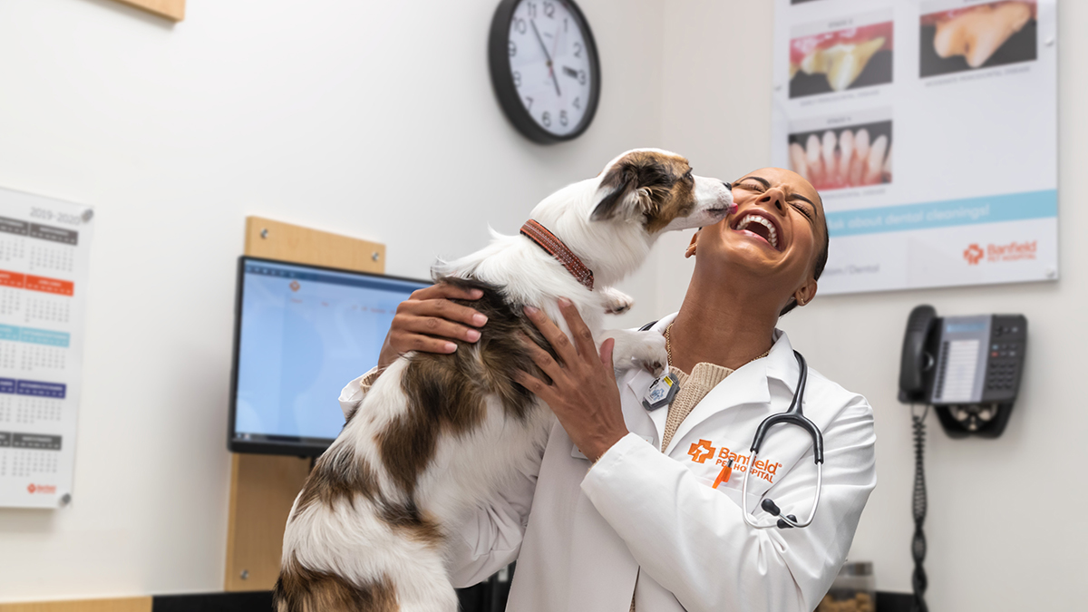 Finding the Best Animal Hospital in Los Angeles, CA Area